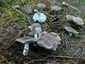 Fenyő-pereszke (Tricholoma terreum), Balaton-felvidék